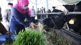 Jawa Timur Tingkatkan Produksi Susu Sapi Penuhi Kebutuhan Nasional