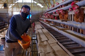 SIG Tingkatkan UMKM Klaster Unggas di Tengah Pandemi