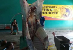 Ada Cacing Hati, 81 Hewan Kurban di Blitar Tak Dibagikan ke Warga