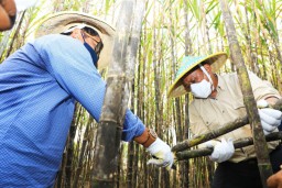 PTPN Dan UMG Panen Tebu 7 Klon Di Mojokerto