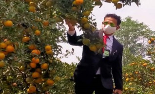 Kunjungi Kota Batu, Menteri Pertanian Petik Jeruk dan Panen Kentang