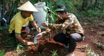Sumenep Kembangkan Sentra Mangga Manalagi Unggulan