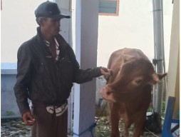 Sapi Warga Camplong Kluyuran Selama 2 Hari di Tengah Hutan