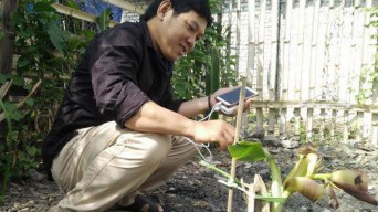 Ajaib, Pohon Pisang Setinggi Paha Orang Sudah Keluar Ontong Buah