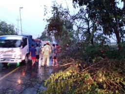 Bojonegoro Diserang Angin Kencang, Puluhan Pohon Tumbang SPBU Balen Rusak