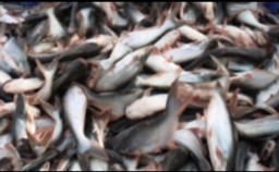 Punya Keunggalan Budidaya Ikan Patin, Tulungagung Didorong Jadi Destinasi Wisata Perikanan