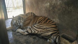 Viral Harimau Maharani Zoo Lamongan Kurus, Manajemen: Kami Beri Makan Daging Sapi dan Ayam