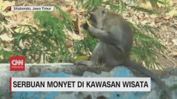 Ratusan Monyet Kelaparan Serbu Warung di Pasir Putih