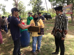 Wabup Wawan Lihat Langsung Proses Pengambilan Madu Asli Bojonegoro