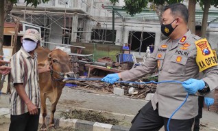 Nyuri Enam Sapi di Probolinggo, Tertangkapnya di Jombang