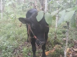 Hadang Pencuri Sapi, Pelaku Tinggalkan Truk dan Hewan Curian di Tengah Hutan