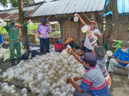 Bantu Tingkatkan Perekonomian Masyarakat Babinsa Kodim 0817 Gresik Budidaya Vaname