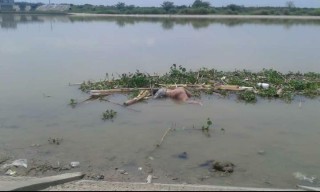 Lagi, Sesosok Mayat Perempuan Ditemukan Membusuk di Bendung Gerak Sembayat Gresik