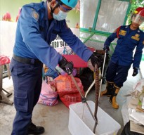 Sebulan 113 Ekor Ular Berbisa Dievakuasi Damkar Bojonegoro, November-Desember Musim Telur Ular Menetas