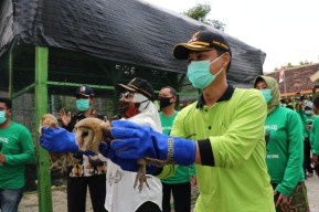 Bupati Bojonegoro Berharap Burung Hantu Bisa Jadi Pengganti Jebakan Listrik Usir Hama Tikus