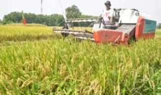 Jumlah Petani Penerima Pupuk Subsidi di Gresik Diusulkan Bertambah, Usulan Kuota Urea dan SP-36 Susut