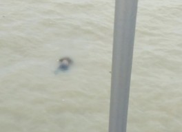 Beredar Video Penemuan Mayat Laki-laki Mengapung di Bawah Jembatan Suramadu