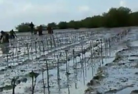 Soal Dugaan Penyimpangan Program Tanam Mangrove di PangkahKulon Gresik, BPDASHL Lepas Tangan