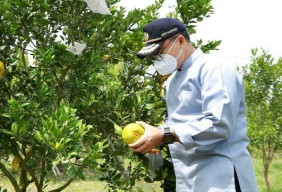 Ramai Diminati Pasar, Petani Banyuwangi Mulai Tekuni Budidaya Jeruk Dekopon