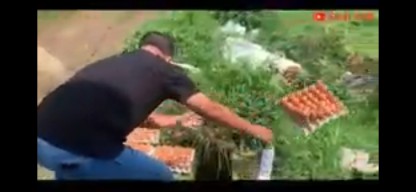 Video Viral Peternak Telur Buang Telur Karena Harga Pakan Naik Tapi Harga Telur Terus Anjlok