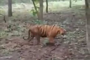 Viral Video Harimau Berkeliaran di Hutan Jati Solokuro Lamongan