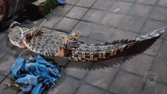 Warga Sedati Sidoarjo Tangkap Buaya Sepanjang 2 Meter