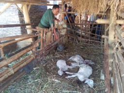 11 Ekor Kambing Kembali Ditemukan Mati, Berkembang Cerita Dimangsa Gerandong
