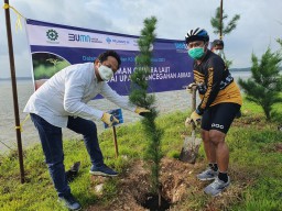 Cegah Abrasi, PT Terminal Teluk Lamong Tanam 171 Cemara Laut di Sekitar Dermaga
