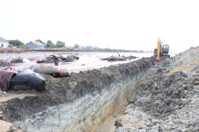 47 Ikan Paus Yang Mati di Perairan Modung Akhirnya Dikubur, 4 Ekor Terseret Ombak