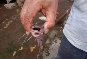 Temukan Keanehan di Ikan Lele, Warga Jember Ini Langsung Gemetar