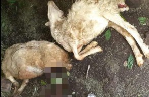 Warga Bondowoso Geger, Belasan Kambing Ternak Mati Secara Misterius