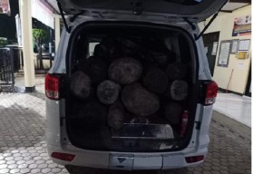 Parah, Mobil Siaga Desa di Situbondo Dipakai Angkut Kayu Sono Keling Ilegal Diduga Hasil Pembalakan Liar