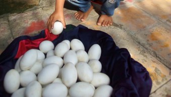 Telur Buaya Bengawan Mati Ditemukan Warga Lamongan, Jumlahnya Banyak