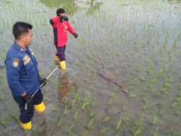Buaya Sepanjang 1 Meter Kluyuran di Sawah Milik Warga Bojonegoro