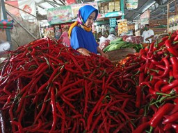Jelang Puasa Harga Cabai di Jawa Timur Perlahan Turun