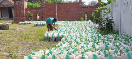 Desa di Bojonegoro Ini Tanam Ribuan Jahe Merah di Jalan Poros Desa
