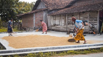 Panen Raya, Harga Gabah di Lamongan Anjlok