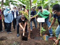 Khofifah Beri Nama Pisang Mulyo untuk Varietas Unggulan Dampit Malang