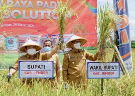 Kabupaten Jember Surplus Beras 200 Ribu Ton