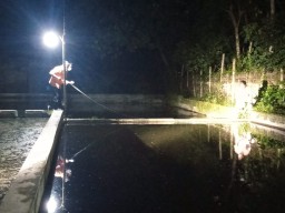 Nyebur ke Kolam Koi, Dua Bocah Tulungagung Ditemukan Mengambang