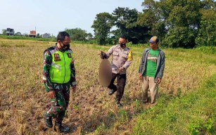 Panen Padi Bareng, Petani di Pasuruan Tiba-tiba Bacok Dua Temannya