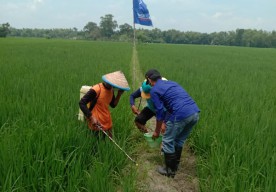 Petani di Sumberrejo Bojonegoro Mengeluh Sulit Dapatkan Pupuk Subsidi