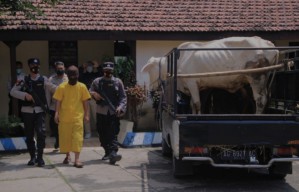 Rebutan Warisan, Pemuda Sidoarjo Curi Sapi Milik Budhe di Madiun
