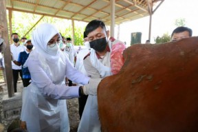 Genjot Produksi Sapi, Banyuwangi Punya SMS Pisan