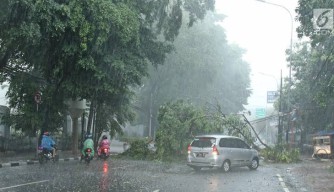 Angin Kencang Hantam Kediri, Sejumlah Pohon Besar Tumbang