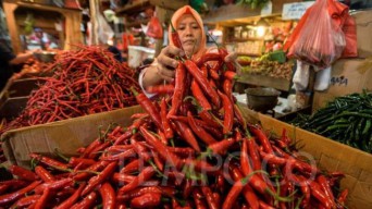 Daerah Penghasil Mulai Panen Raya, Harga Lombok Kini Kembali Normal