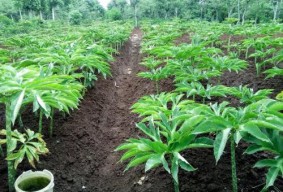 Petani Pamekasan Didorong Budidaya Porang