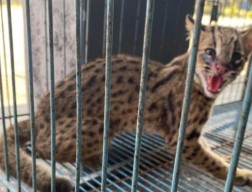Seekor Macan Rembah Nyasar ke Rumah Wakil Ketua DPRD Jember