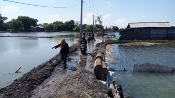 Banjir Rob Terjang Dusun Kalialo, Desa Kupang, Kecamatan Jabon Sidoarjo. Tiga Titik Tanggul Jebol