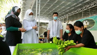 Pisang Canvandish Jadi Primadona Baru Petani Holtikultura Banyuwangi, Bupati Ipuk Siap Pacu Pengembangan